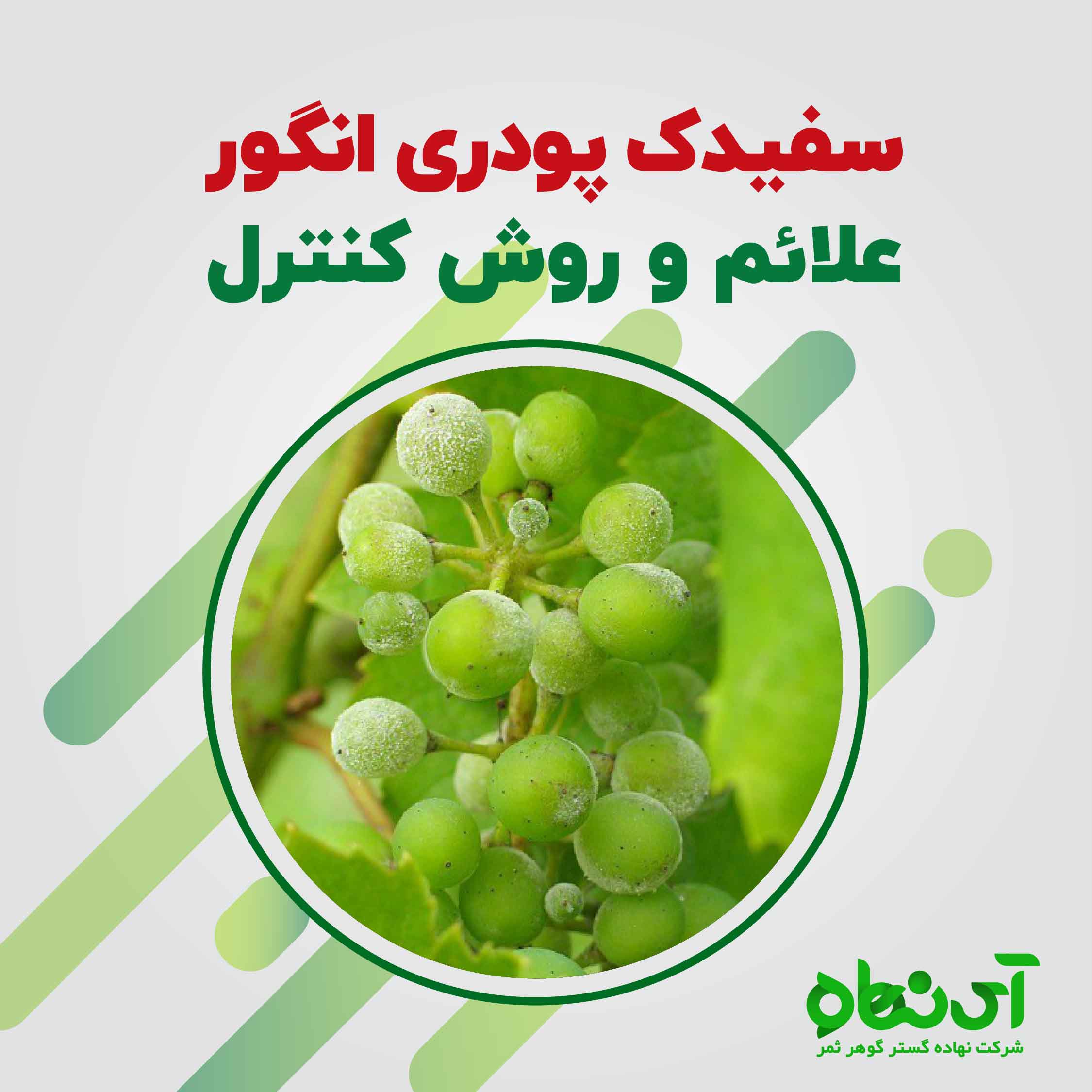 سفیدک پودری انگور علائم و روش کنترل